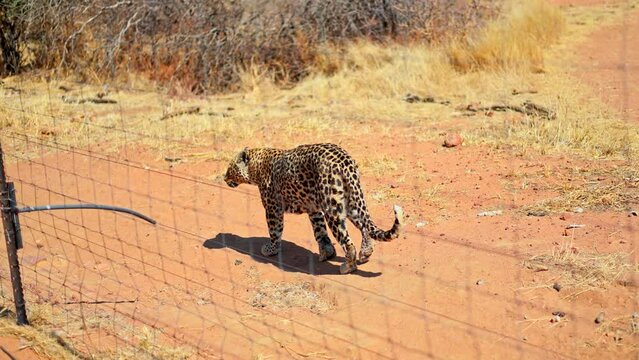 Lepard inside enclosure in Namibia, African wilderness. Endangered wildlife in Namibia Africa. Lepard sanctuary