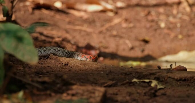 Facing to the right then moves forwards to show its tongue, Red-necked Keelback or Red-Necked Keelback Snake Rhabdophis subminiatus, Thailand