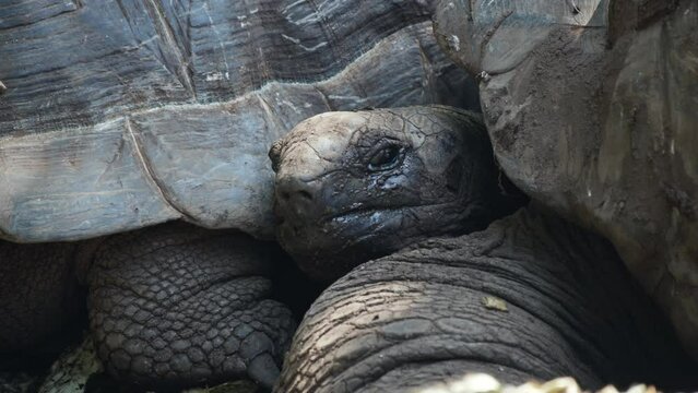 Close-up sleepy cute tortoise cuddling with partner in the wild covered in dry mud, with shell patterns and scales highlighted by natural light of the sun, sleepy eyes, slow movements