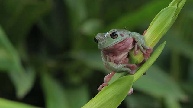 Dumpy frog "litoria caerulea" on green leaves, Fumpy frog on branch, Footage tree frog on branch, Green tree frog footage