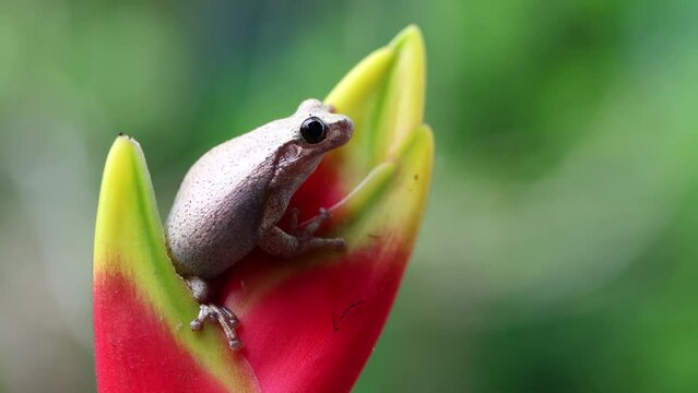 Litoria rubella tree frog on flower. Footage Indonesian tree frog closeup on green leaves, litoria rubella, Desert tree frog closeup