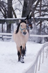 Bashkir and Traken horses on a winter day