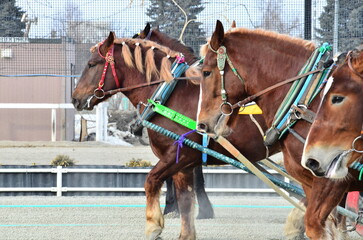 Banei keiba Horse Racing is the only race of its kind in the world. Large draft horses, weighing about 1 ton, race on a separate course in a 200 m straight line while pulling an iron sled that weighs 