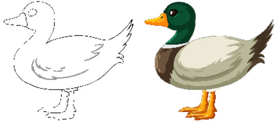 Vector illustration of a duck, before and after coloring
