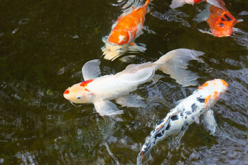 Koi carps background. Nishiki-goi. Fish in pond. Nishiki carp in water. White and orange fishes swimming in water. Japanese wildlife underwater.