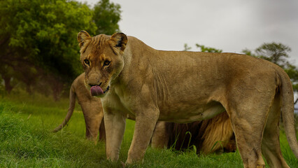 lioness in the wild, Savannah