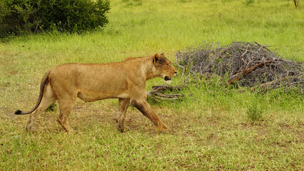 lioness in the wild, Savannah