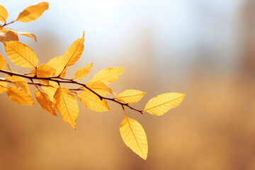 Naklejka na ściany i meble Golden Autumn Leaves Basking in Sunlight