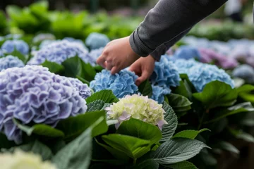 Foto op Canvas person checking the freshness of hydrangeas © altitudevisual
