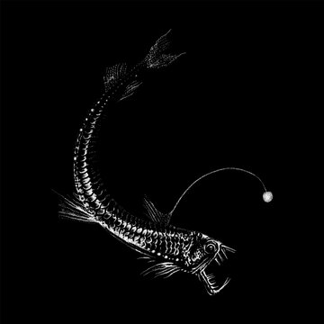 Viperfish hand drawing vector isolated on black background.