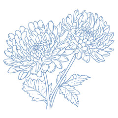 Chinese National Flower: Chrysanthemum Illustration