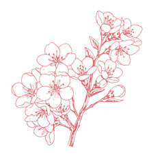 Washington, D.C Cherry Blossom: Iconic Floral Illustration