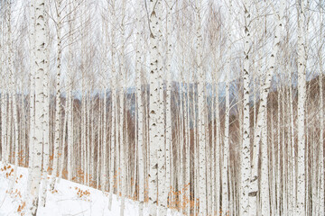 View of the birch forest in winter