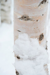 Close-up of a birch tree in winter
