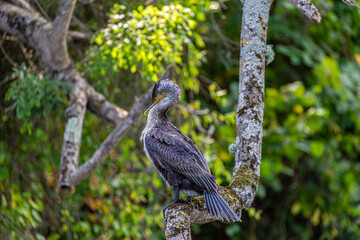 Great cormorant perched on a branch