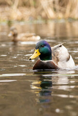 Mallard duck (Anas plathyrynchos) in natural habitat