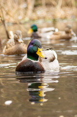 Mallard duck (Anas plathyrynchos) in natural habitat