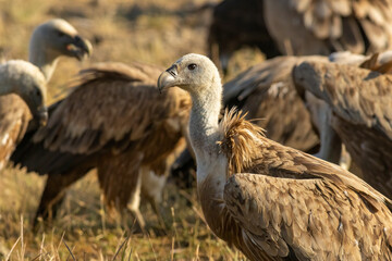 Griffon Vulture (Gyps fulvus) on feeding station