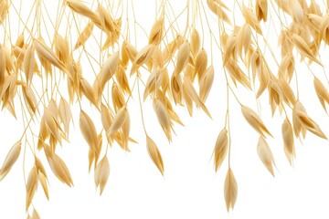 isolated oat plant