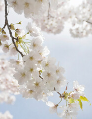 桜　春　日本