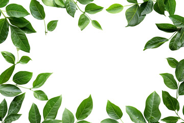 Plant Frame of green branches with little leaves isolated on white background, copy space