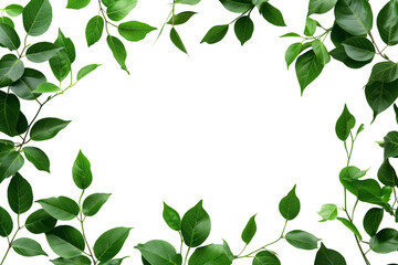 Obraz premium Plant Frame of green branches with little leaves isolated on white background, copy space