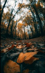An ant view shot of the forest during autumn with the floor filled with fallen leaves