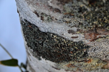 Lake Shikaribetsu is located in Tokachi subprefecture, Eastern Hokkaido, Japan. It’s hidden up deep in the Daisetsuzan mountains in the middle of the Shikaribetsu volcanic group at an elevation of 810