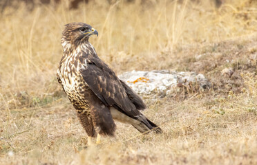 Common Buzzard in autumn mountain