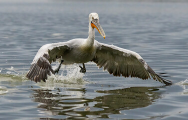 Dalmatian Pelican of Kerkini Lake