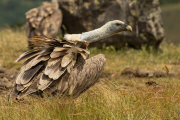 Griffon Vulture (Gyps fulvus) on feeding station