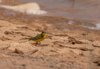 Western yellow wagtail