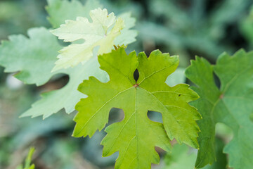A close-up of a grape leaf in a farmer's garden.