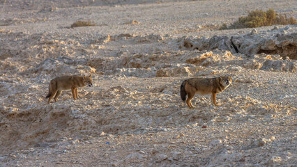The golden jackal (Canis aureus)