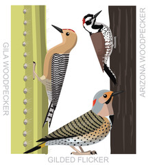 Bird Woodpecker Arizona Flicker Cartoon Vector