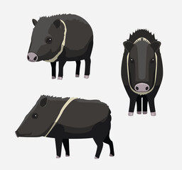 Javelina Pig Collared Peccary Cartoon Vector Illustration