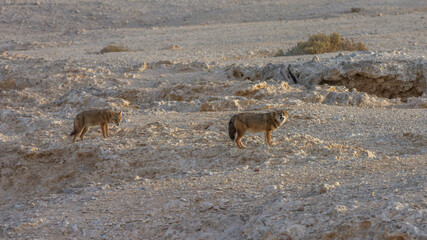 The golden jackal (Canis aureus)
