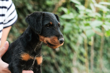 A girl holds a funny Jagd terrier puppy in her arms.