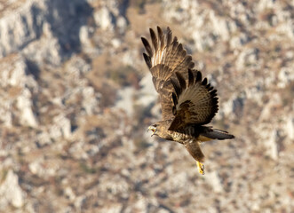 Common Buzzard in autumn mountain