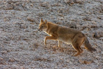 The golden jackal (Canis aureus)