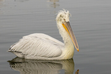 Dalmatian Pelican of Kerkini Lake