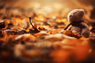 Rear view Teddy bear doll sitting on autum leaves at footpath. Black view lost bear toy looking out...