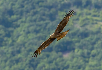 Black Kite in natural habitat