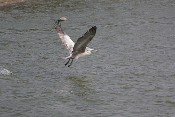 white pelican birds ready to fly with feather wings