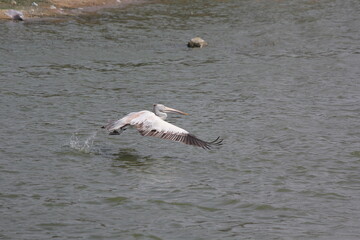 white pelican birds ready to fly with feather wings
