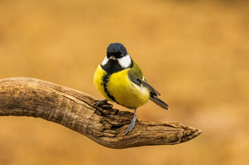 Great tit drink water and sitting on branch