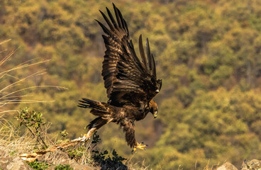 Action photography of Golden Eagle