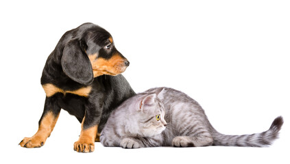 Slovakian hound puppy and Scottish Straight kitten, side view, isolated on a white background