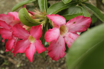 Beautiful cambodia flowers or adenium flowers or pink frangipani Japan or bunga kamboja