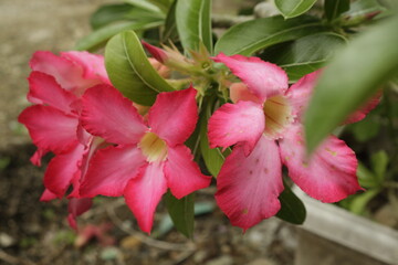Beautiful cambodia flowers or adenium flowers or pink frangipani Japan or bunga kamboja